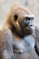 gorilla