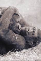 snuggling gorilla's
