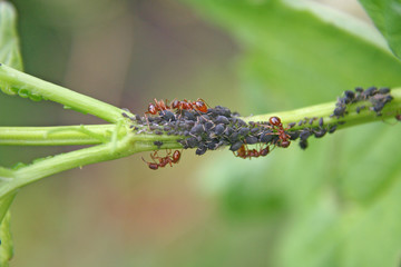 biologischer ausnahmezustand