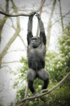 gorilla