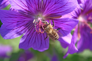 sammeln von bienenhonig