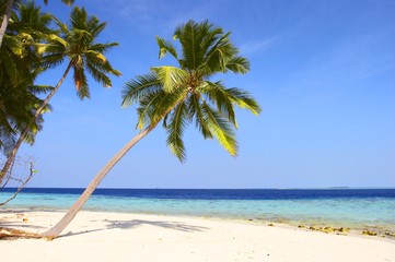 Obraz na płótnie Canvas ładna plaża z palmami