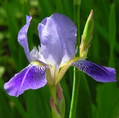 Acrylic prints Iris lilla iris