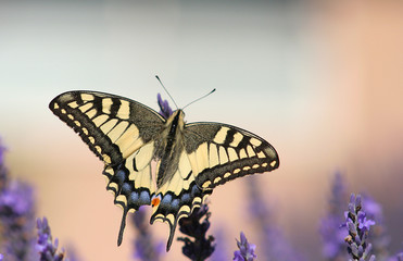 papillon sur fond rose et gris