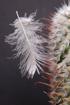 duvet et aiguilles