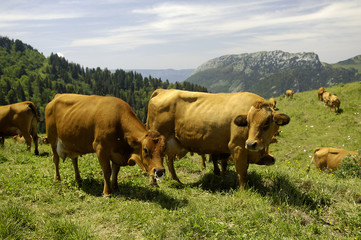 troupeau de vaches en train de brouter sur l'alpag