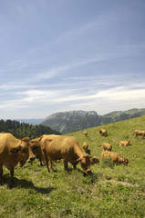 troupeau de vaches en train de brouter sur l'alpag