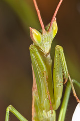 mantis apteromantis aptera