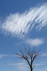 dead tree against sky