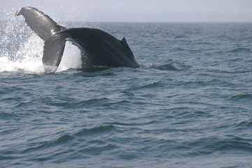 there she goes, a humpback whale diving. © Bruce Tuten