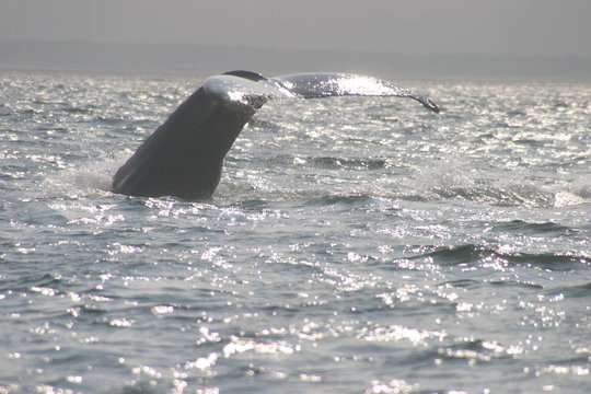 diving humback whale