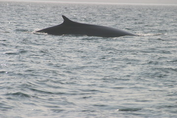 Fototapeta premium finback whale