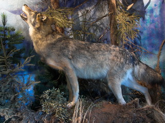 wolf howling