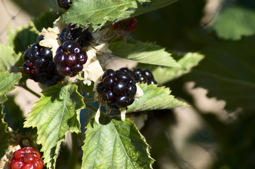 blackberry bush