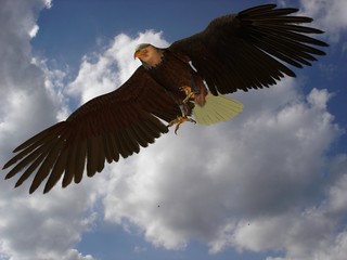 adler