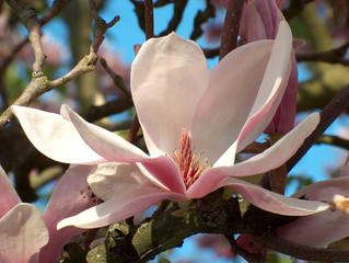 magnolienblüte