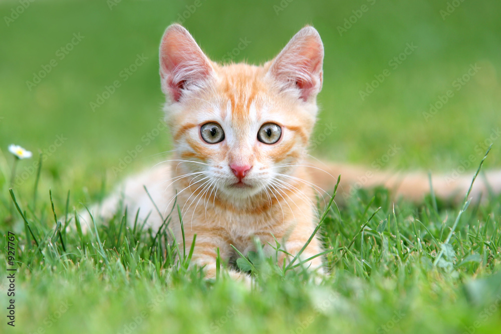 Wall mural orange kitten