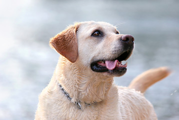 happy lab portrait