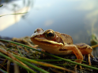 frosch am wasser