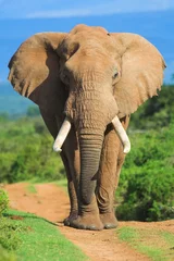 Deurstickers olifant portret © Chris Fourie