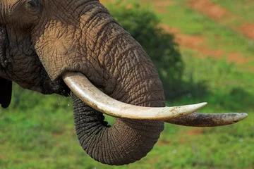 Foto op Plexiglas elephant close up © Chris Fourie
