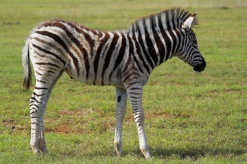 Fototapeta na wymiar zebra fawn
