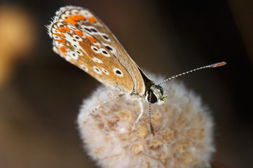 mariposa  (polymmatus icarus)