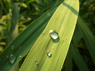 wassertropfen auf schilfblatt