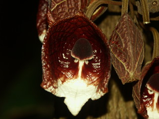 gespensterpflanze makro