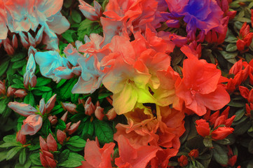 coloured flowers (digital alteration)