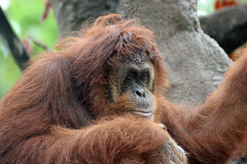 orangutan (pongo pygmaeus)