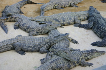 crocodile (3)