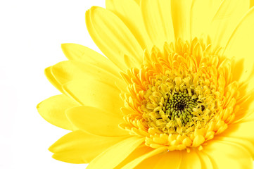 close up of yellow gerber daisy