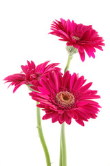 pink gerber daisies