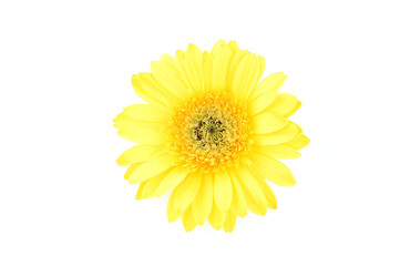 close up of yellow gerber daisy