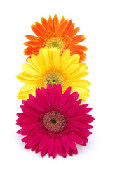 colorful gerber daisies