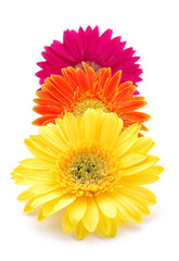 colorful gerber daisies