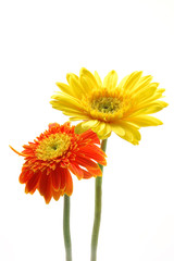 yellow and orange gerber daisies in isolated white