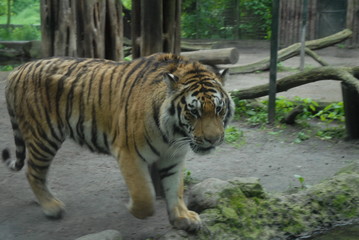 tiger