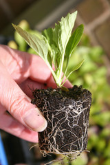 healthy root ball