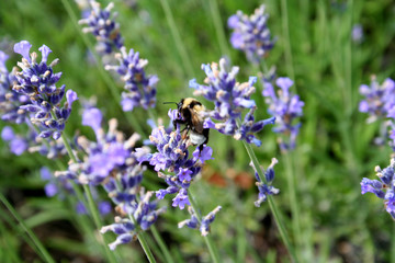 hummel bei nahrungssuche