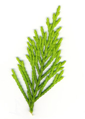 cypress sprig