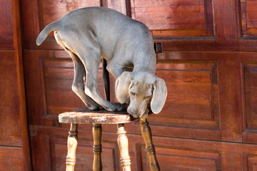 dog weimaraner