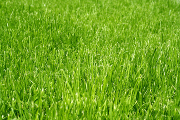 very green grass