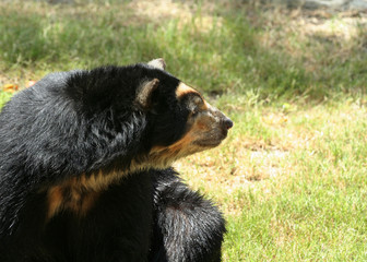 spectacled bear looking side