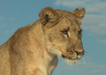 africa lion (panthera leo)