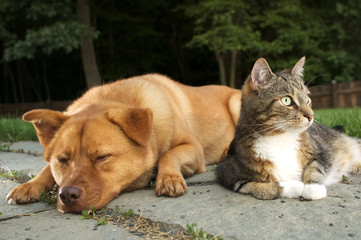 dog and cat - 937703