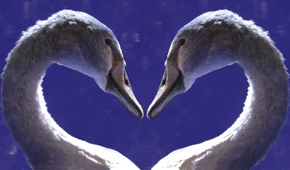 Fototapete Rund swan heart © Jaroslaw Grudzinski