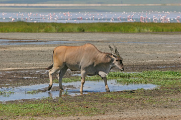 elenantilope im ngorongoro krater © biamiti