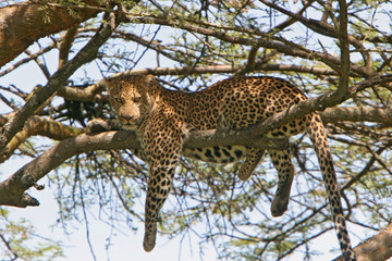 luipaard zoekt ontspanning op boom